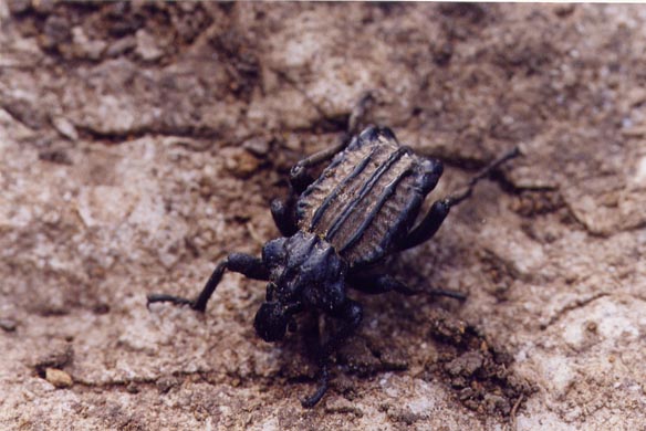 Brachycerus undatus a Ficuzza